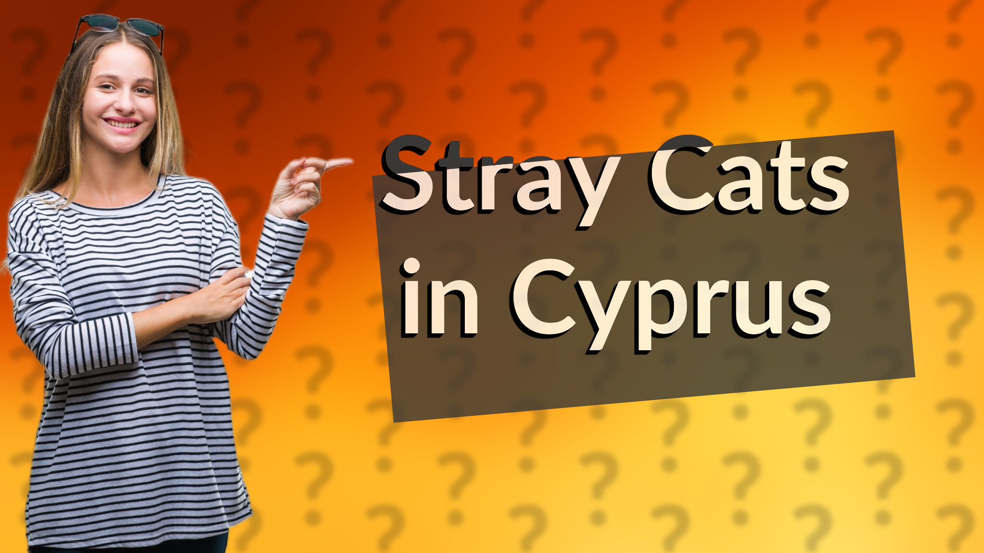 Stray Cats in Cyprus