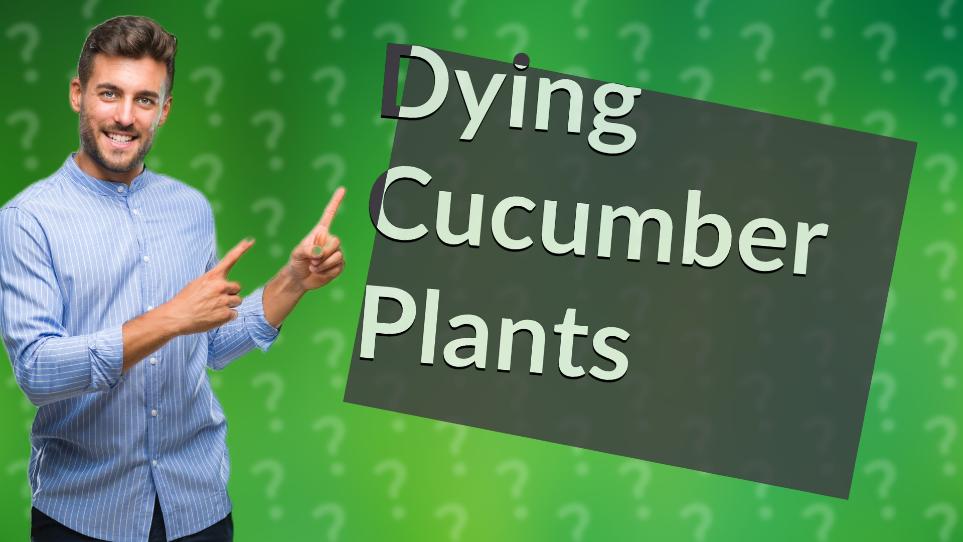 Dying Cucumber Plants