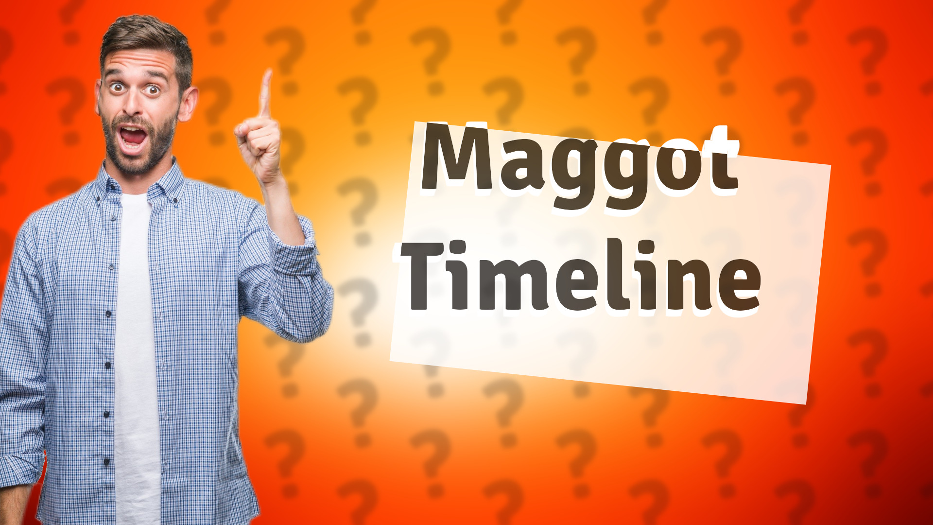 Maggot Timeline