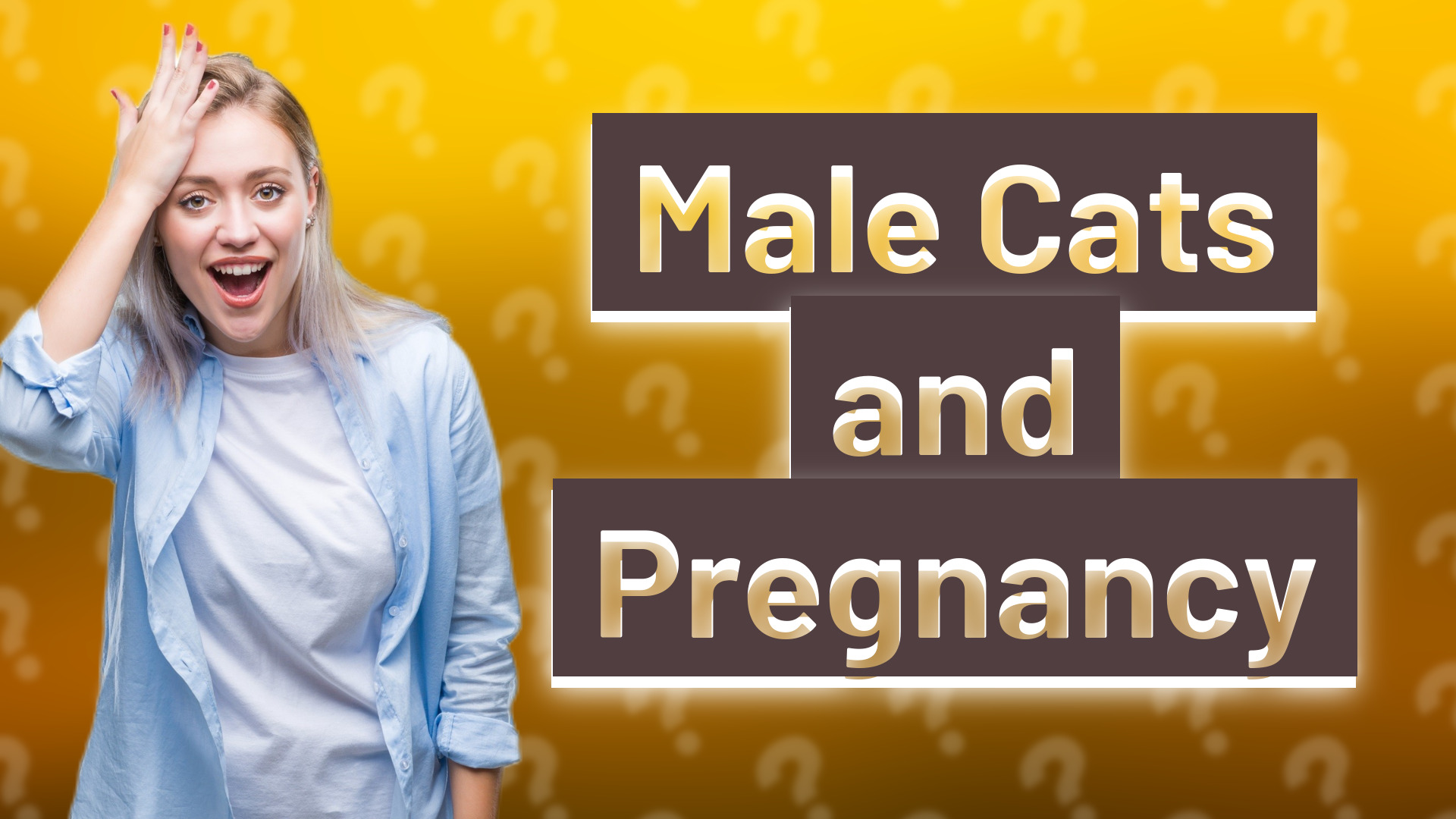 Male Cats and Pregnancy