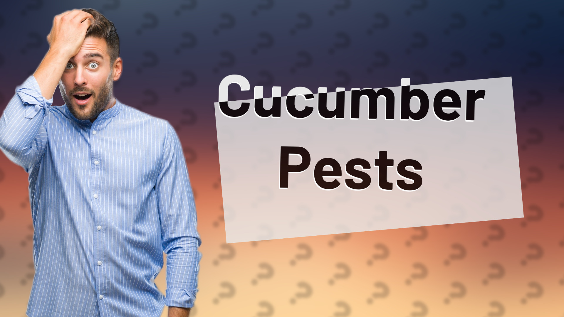 Cucumber Pests