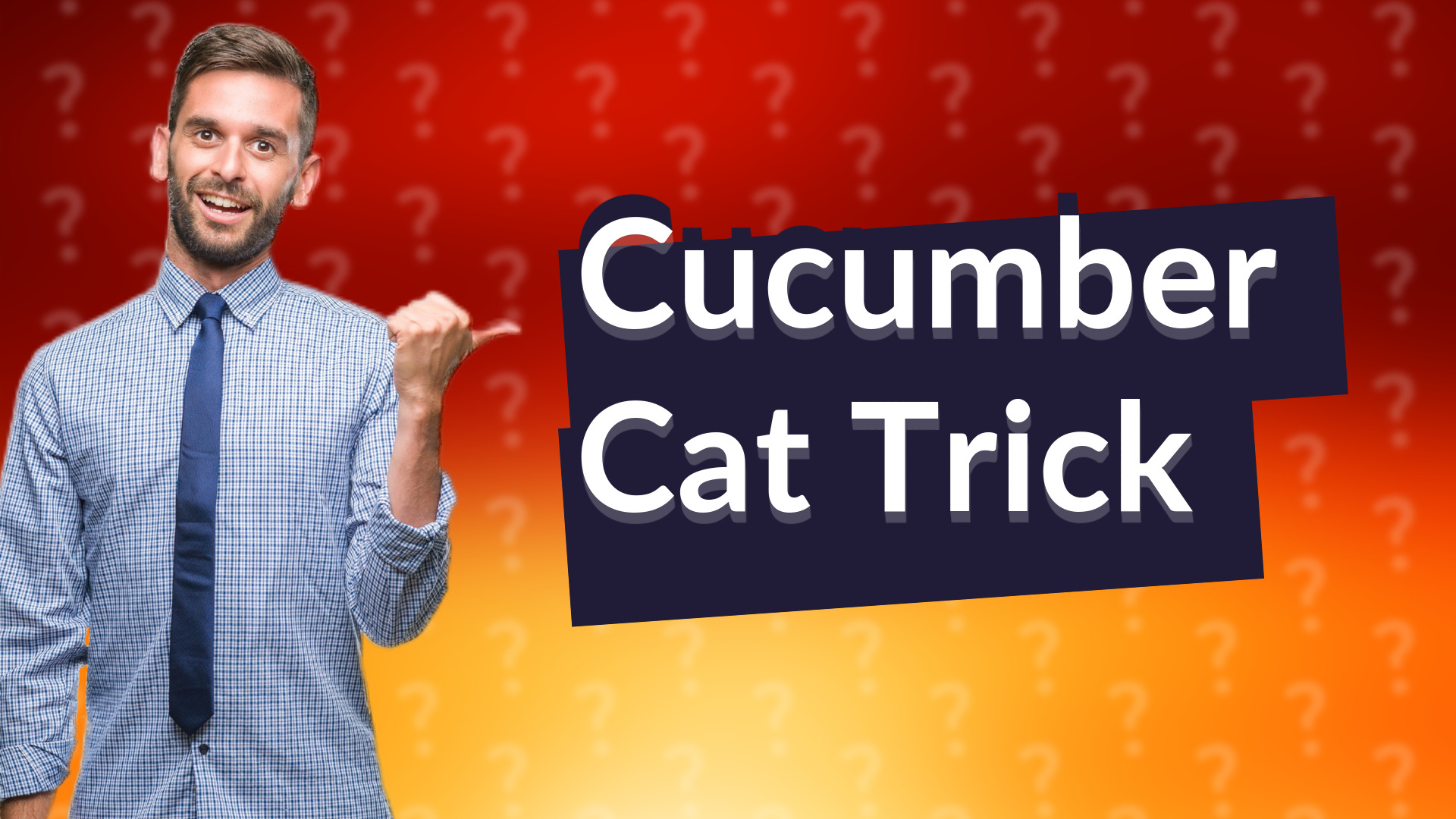 Cucumber Cat Trick
