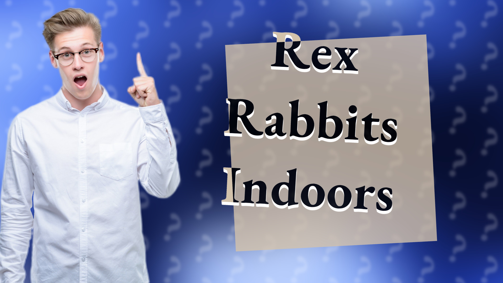 Rex Rabbits Indoors