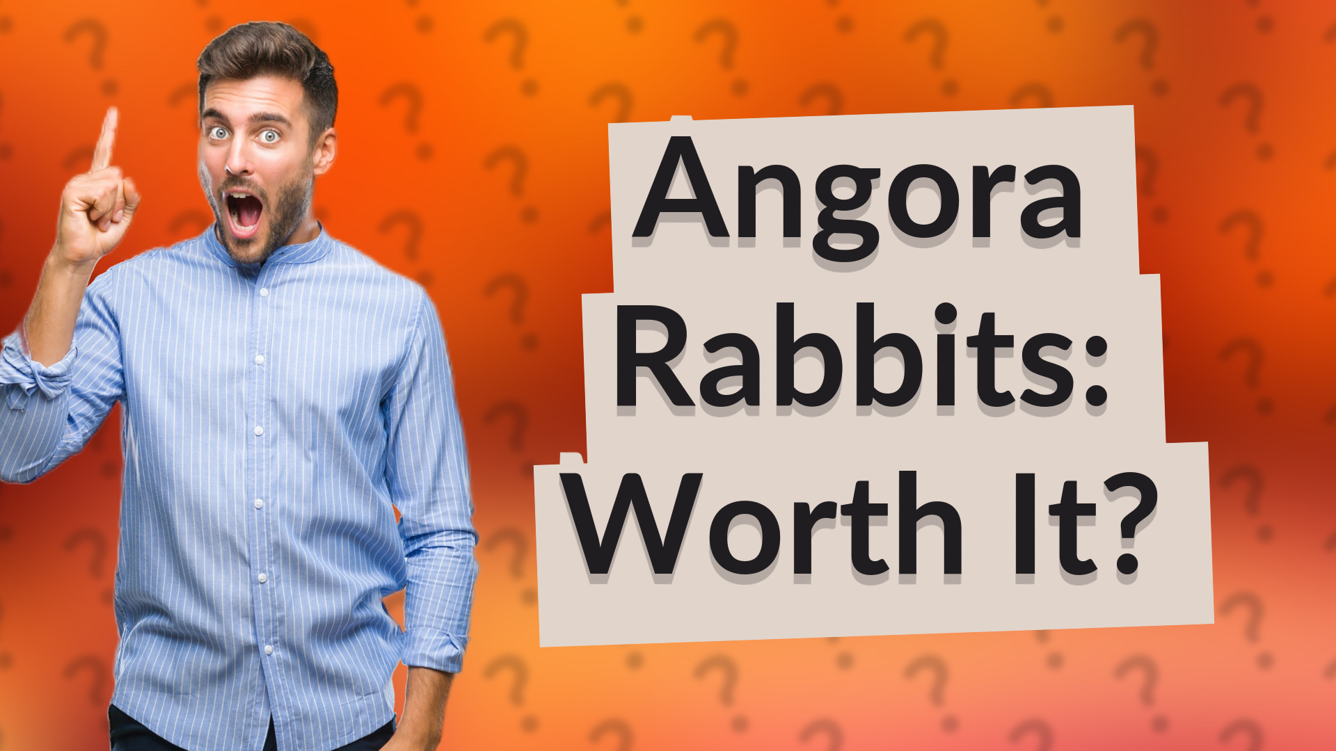 Angora Rabbits: Worth It?