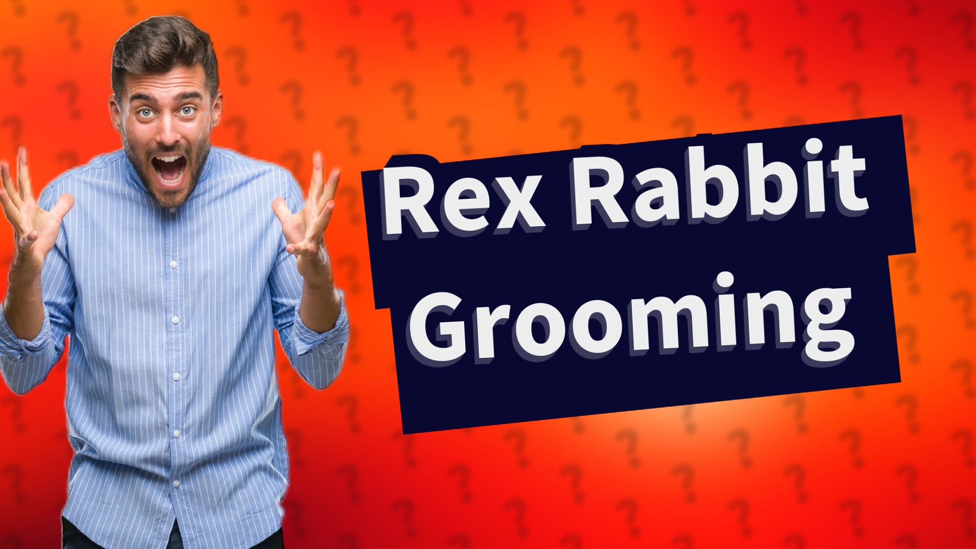 Rex Rabbit Grooming