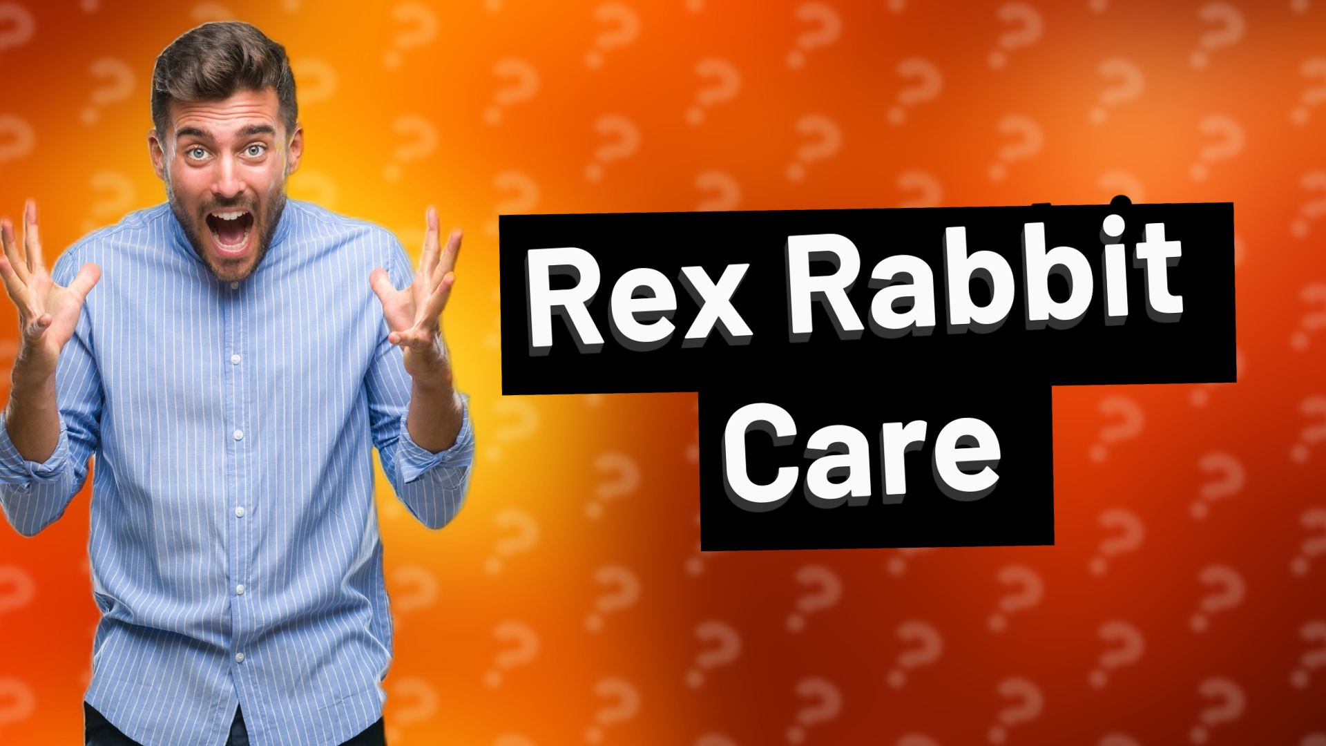 Rex Rabbit Care