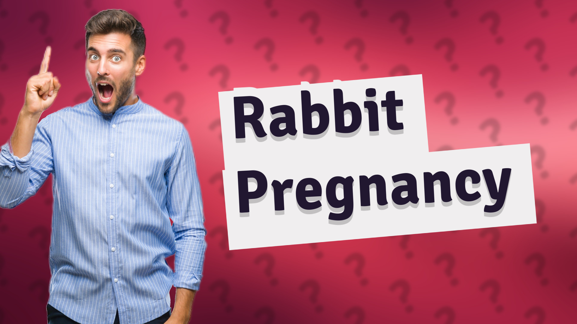 Rabbit Pregnancy