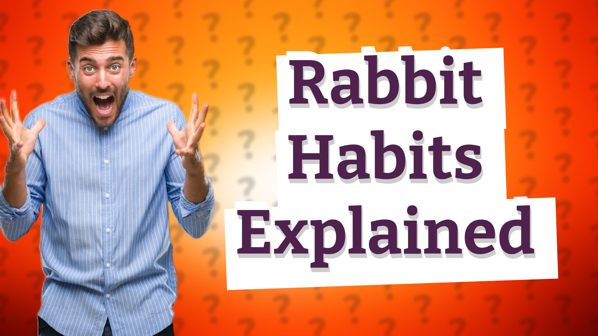 Rabbit Habits Explained