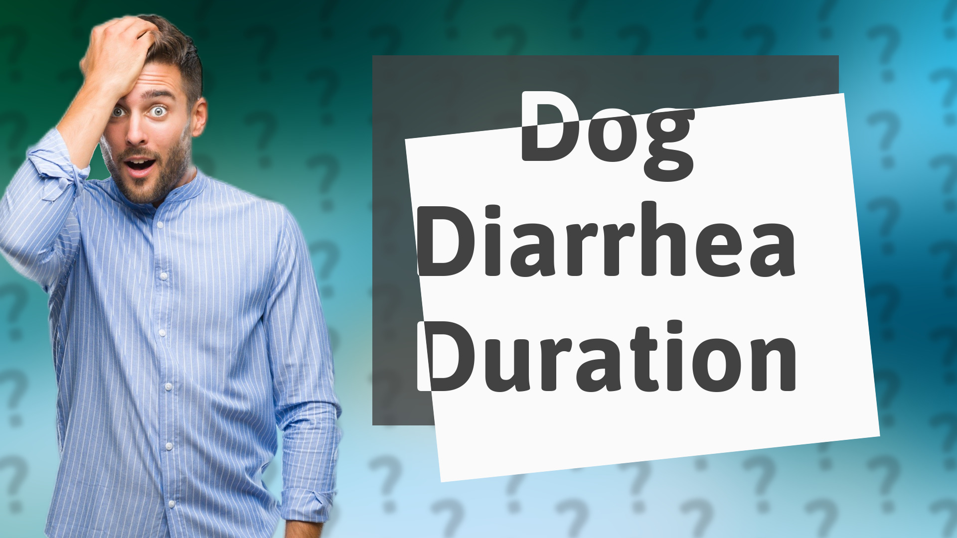 Dog Diarrhea Duration