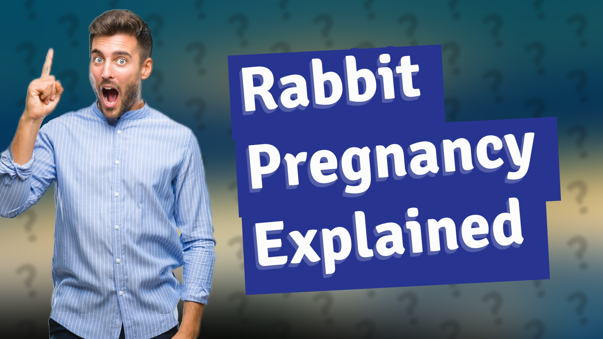Rabbit Pregnancy Explained