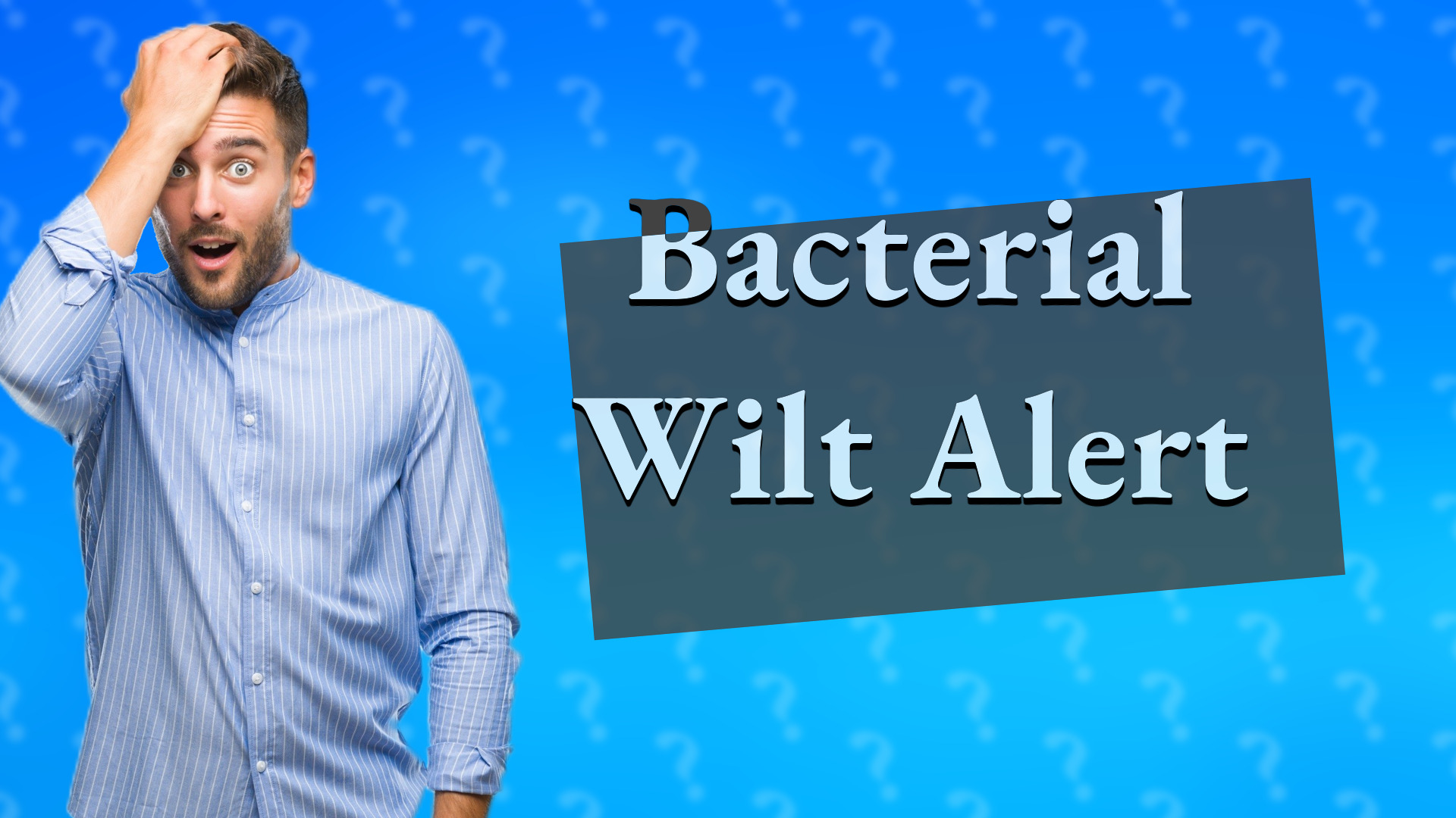 Bacterial Wilt Alert