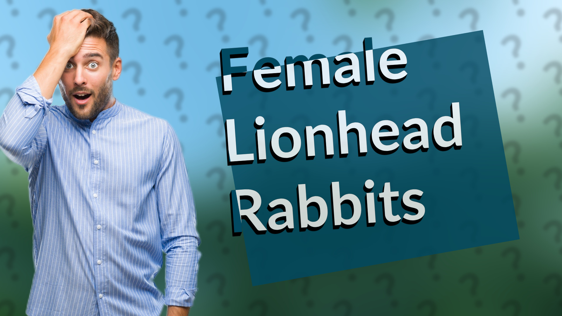 Female Lionhead Rabbits
