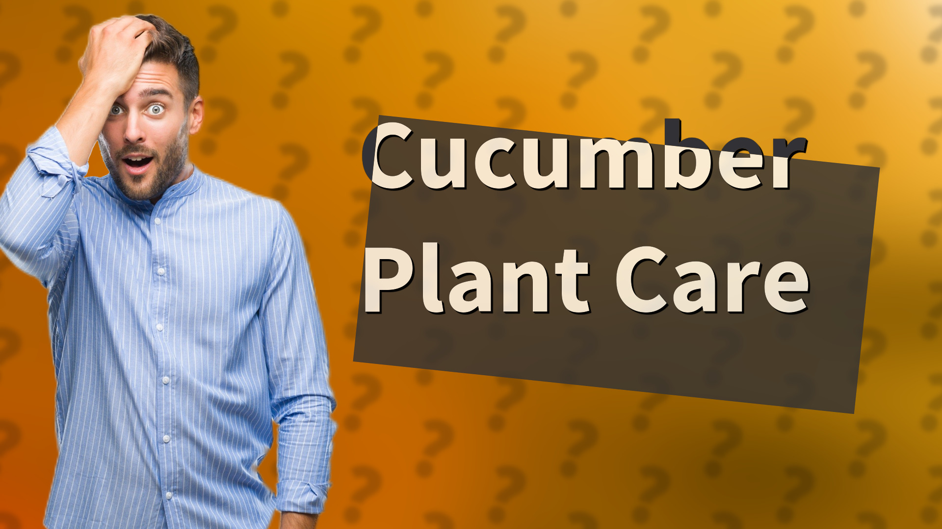 Cucumber Plant Care