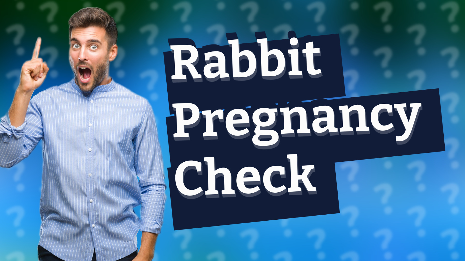 Rabbit Pregnancy Check