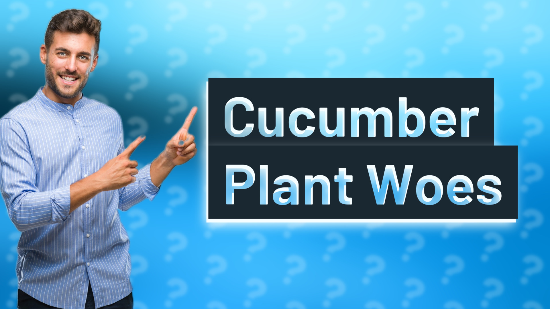Cucumber Plant Woes