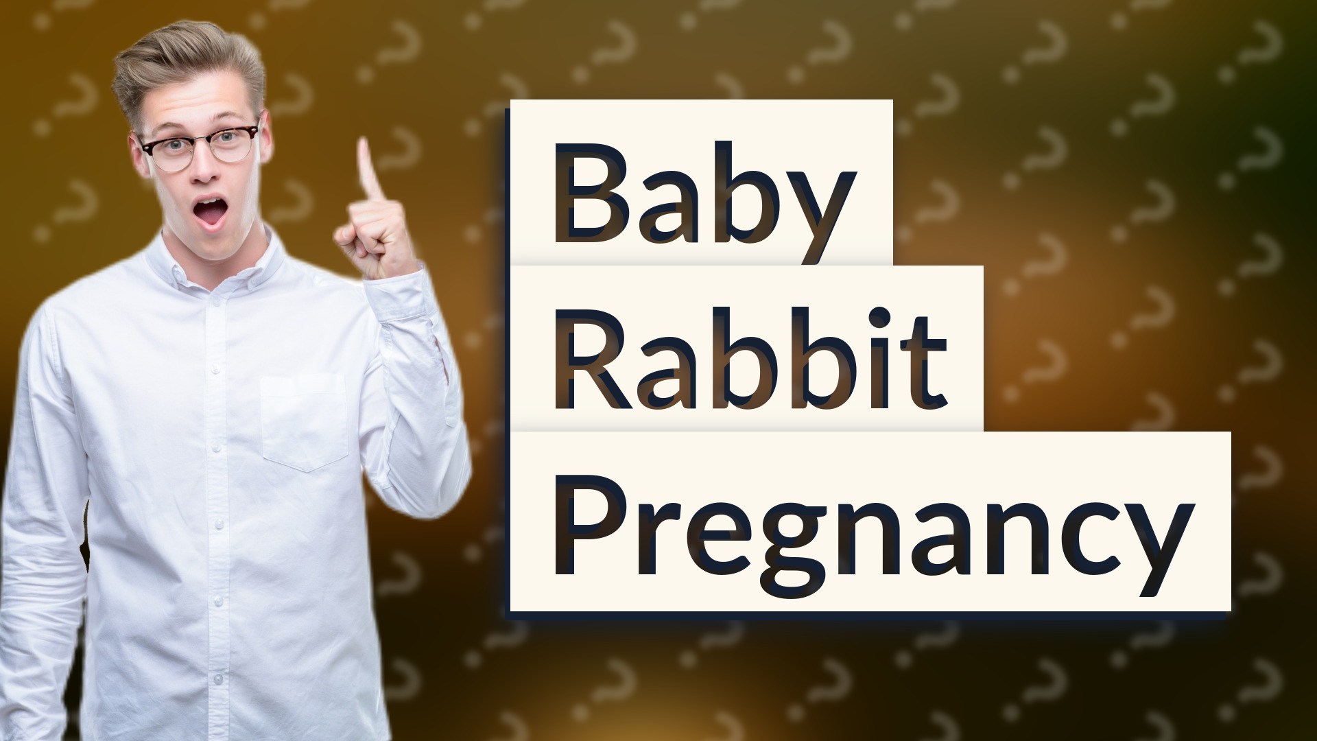 Baby Rabbit Pregnancy