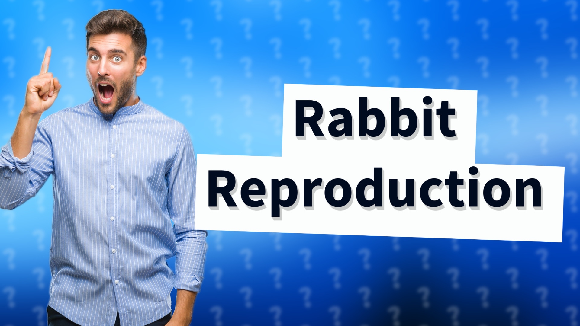 Rabbit Reproduction
