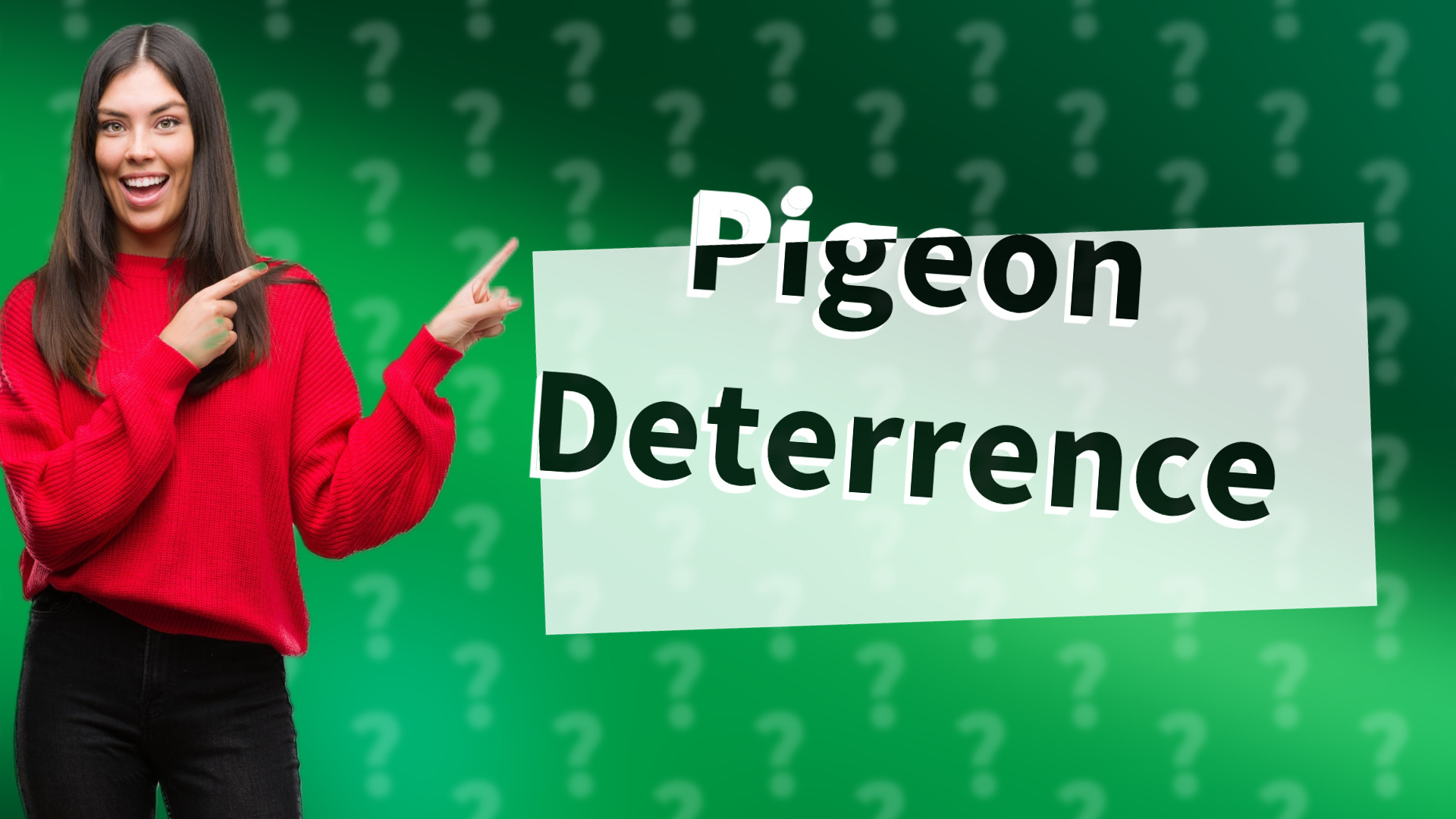 Pigeon Deterrence