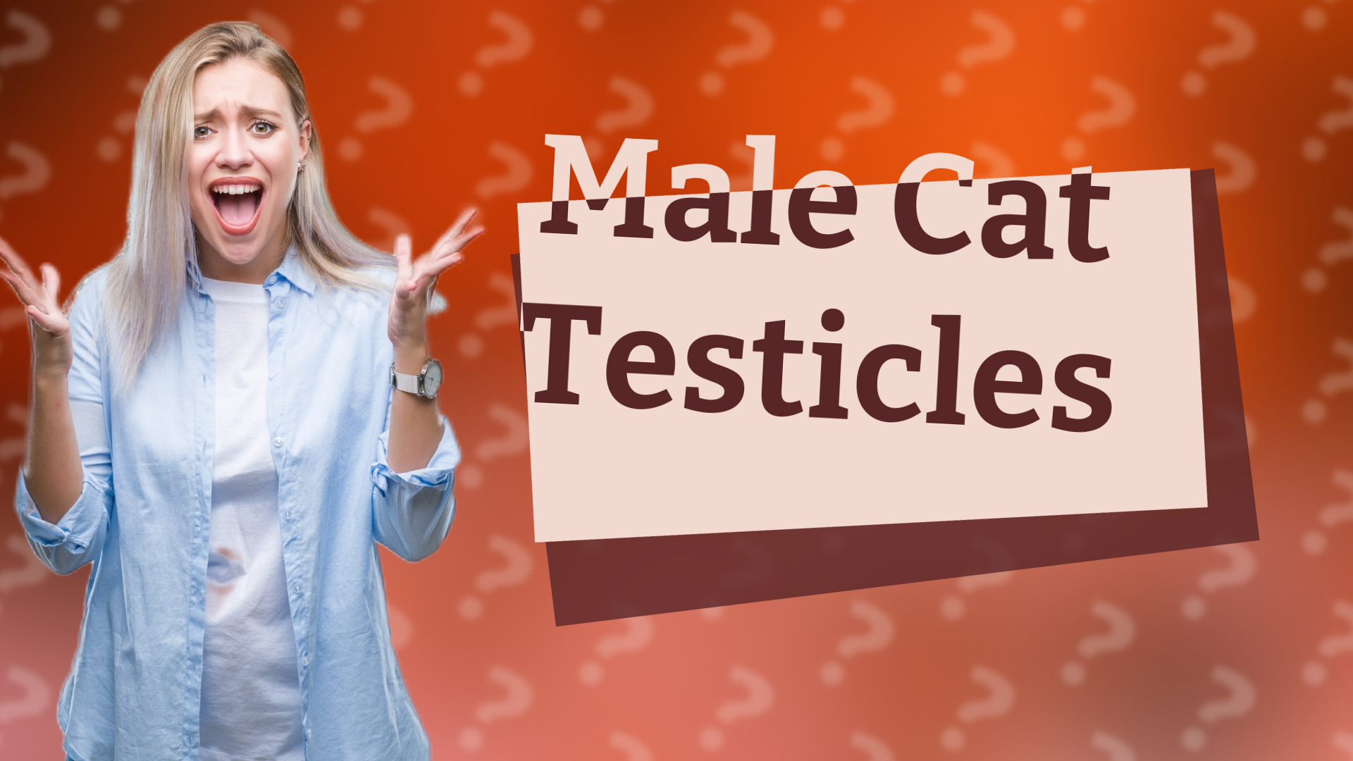 Male Cat Testicles