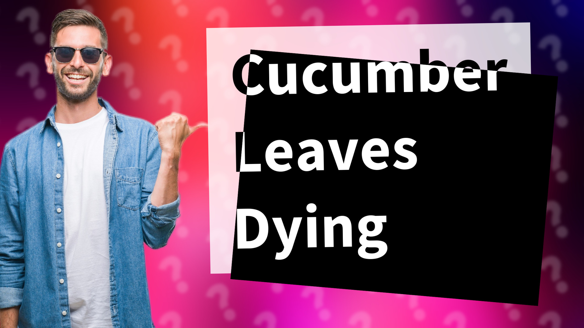 Cucumber Leaves Dying