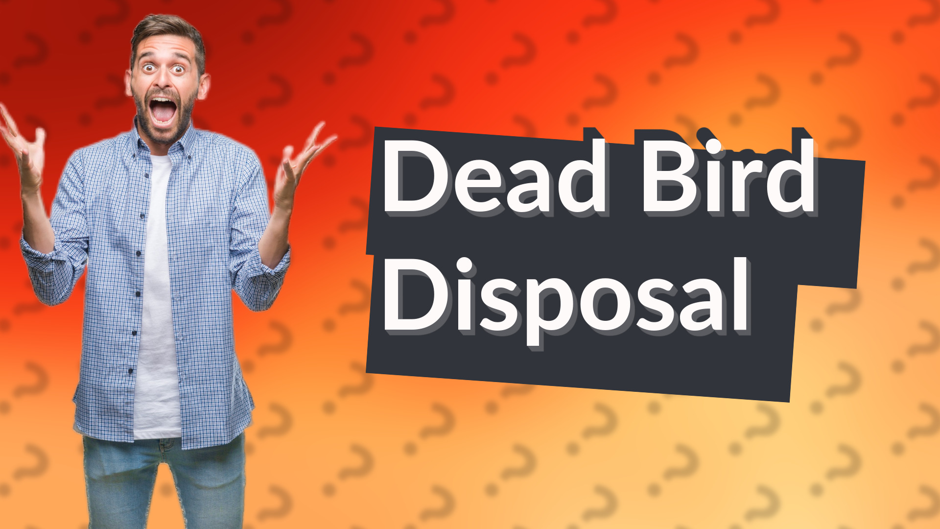 Dead Bird Disposal