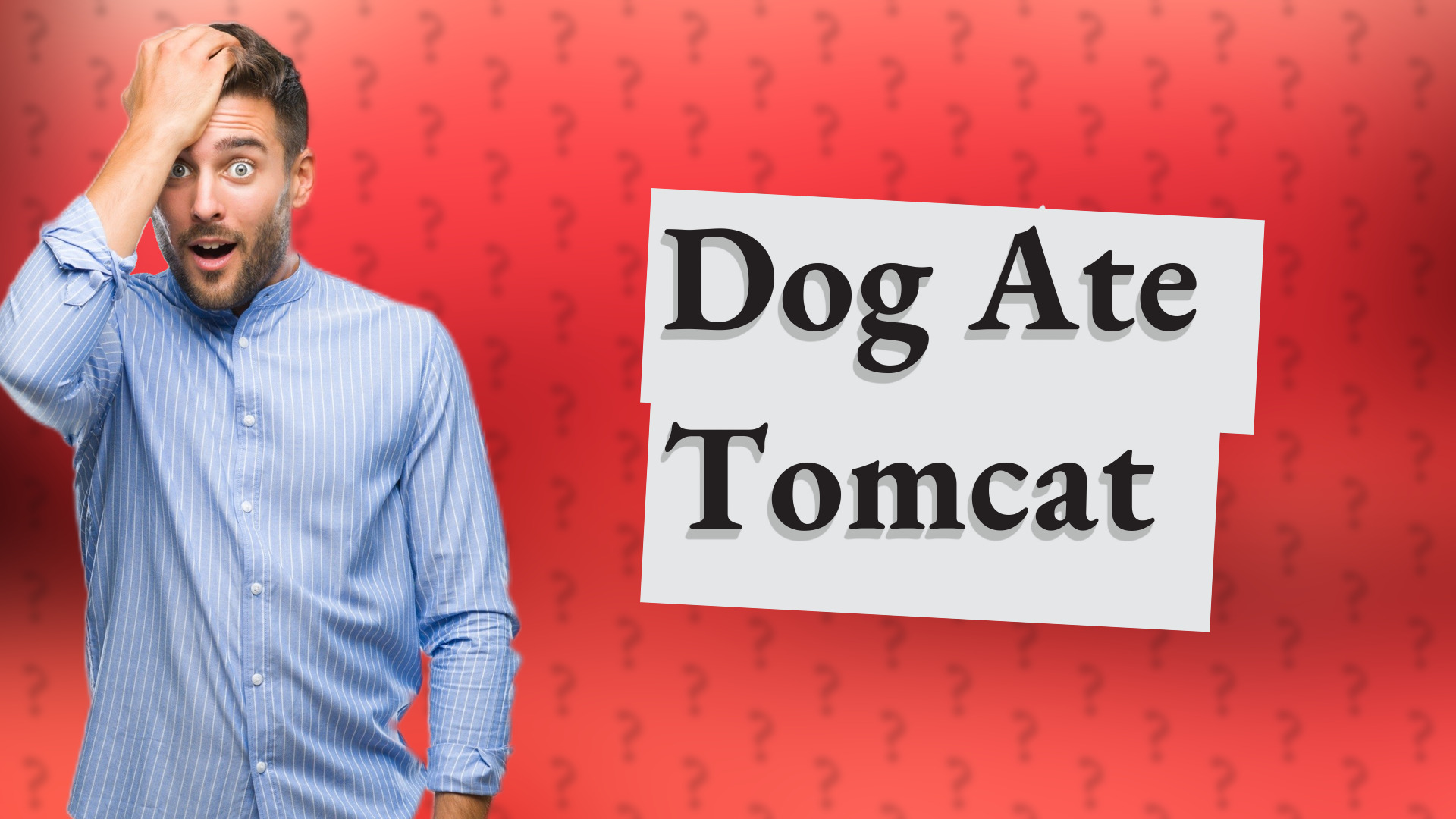 Dog Ate Tomcat