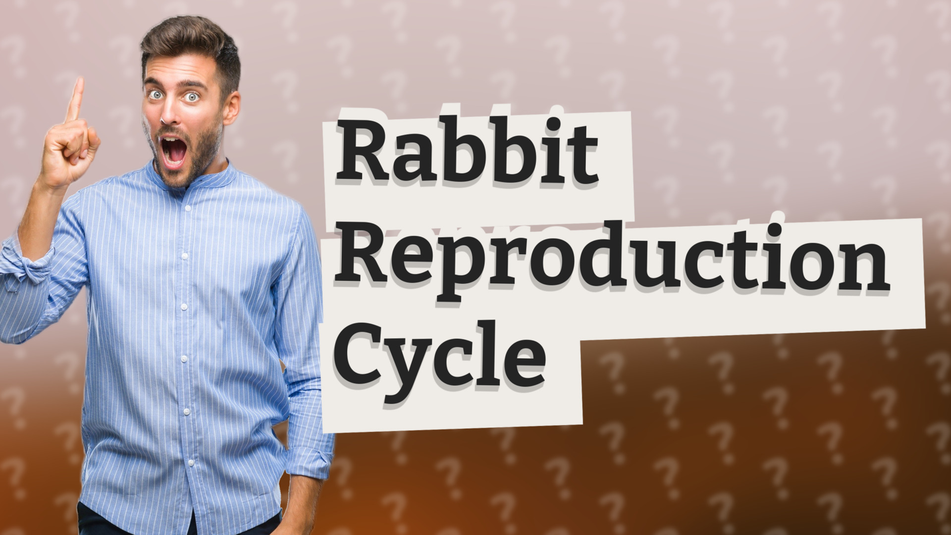 Rabbit Reproduction Cycle