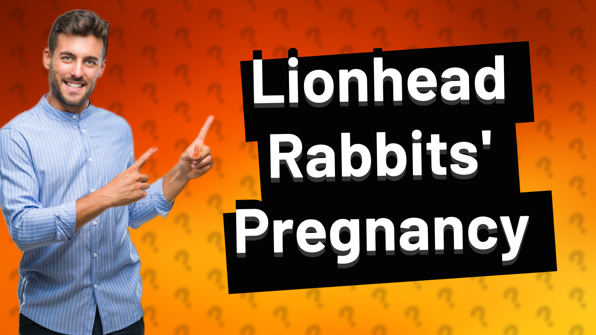 Lionhead Rabbits' Pregnancy