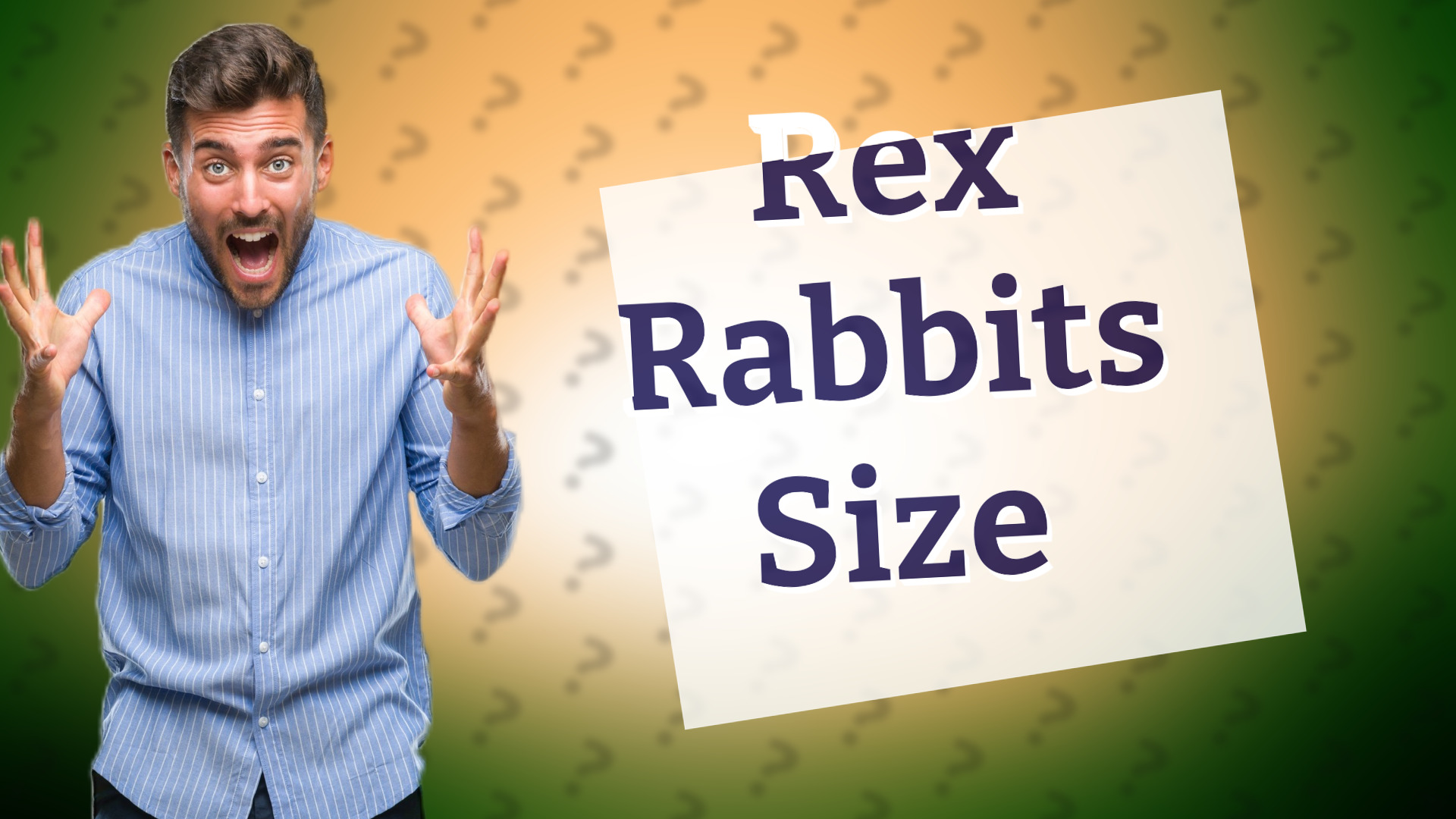 Rex Rabbits Size