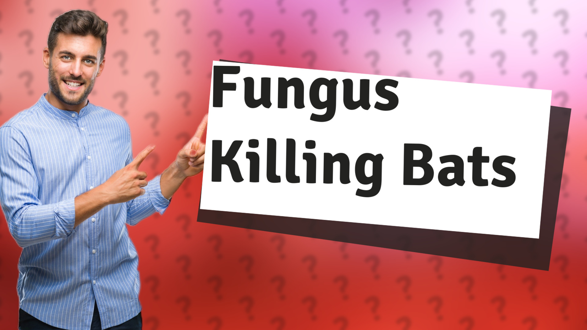Fungus Killing Bats