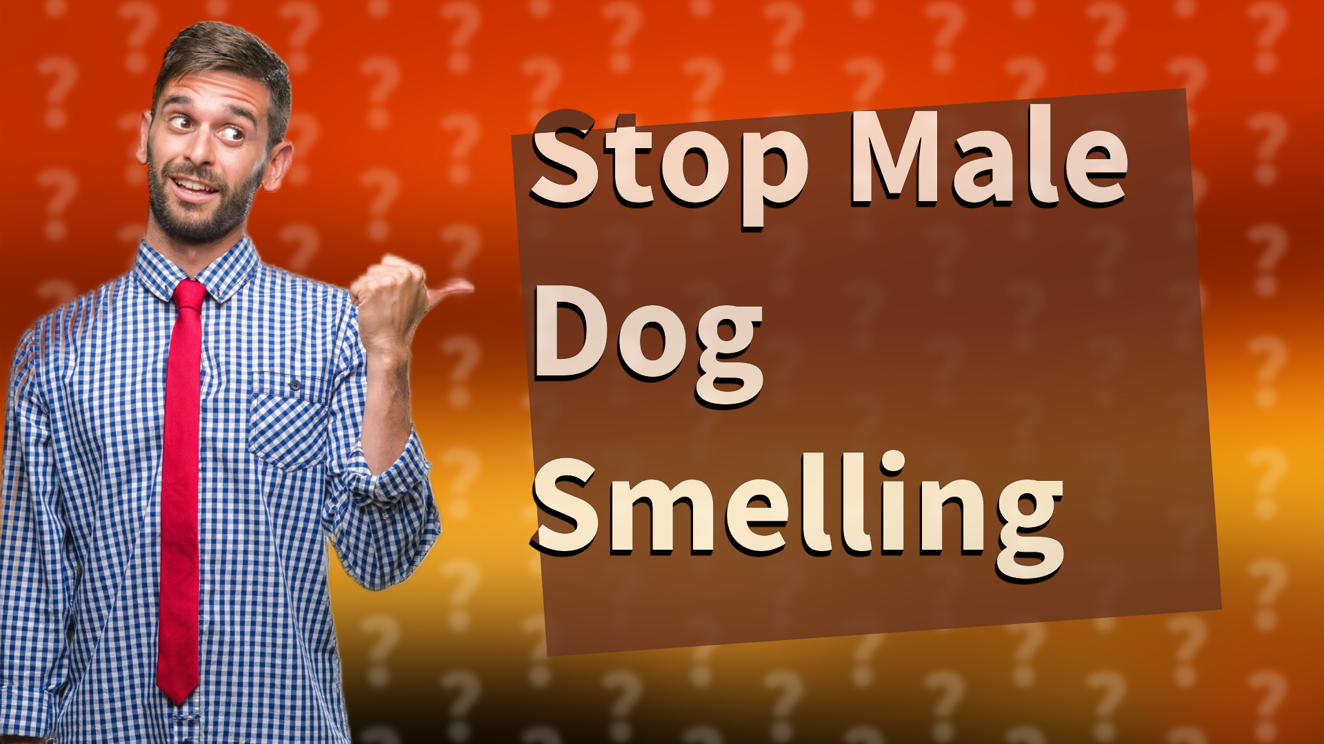 Stop Male Dog Smelling