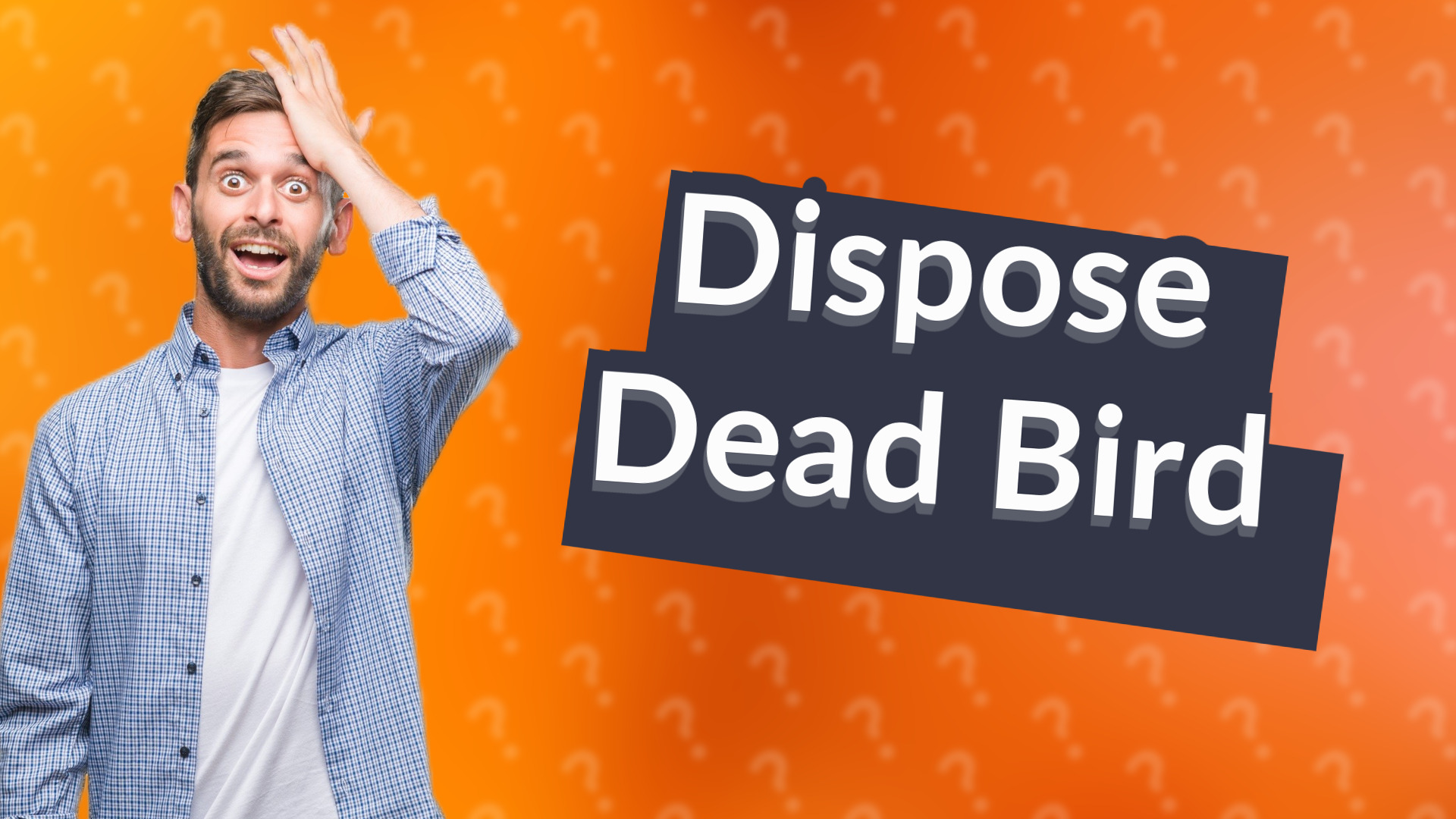 Dispose Dead Bird