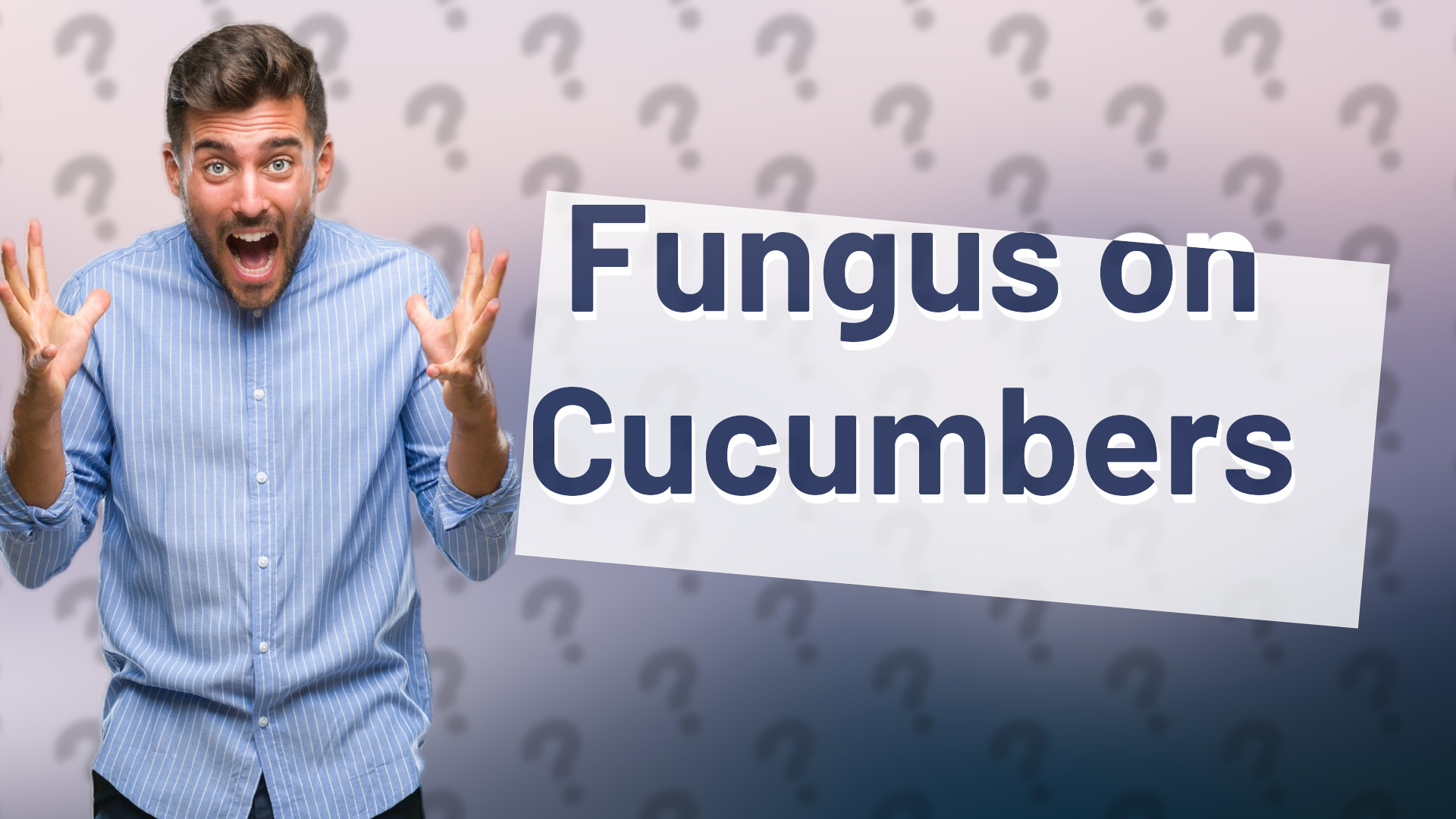 Fungus on Cucumbers