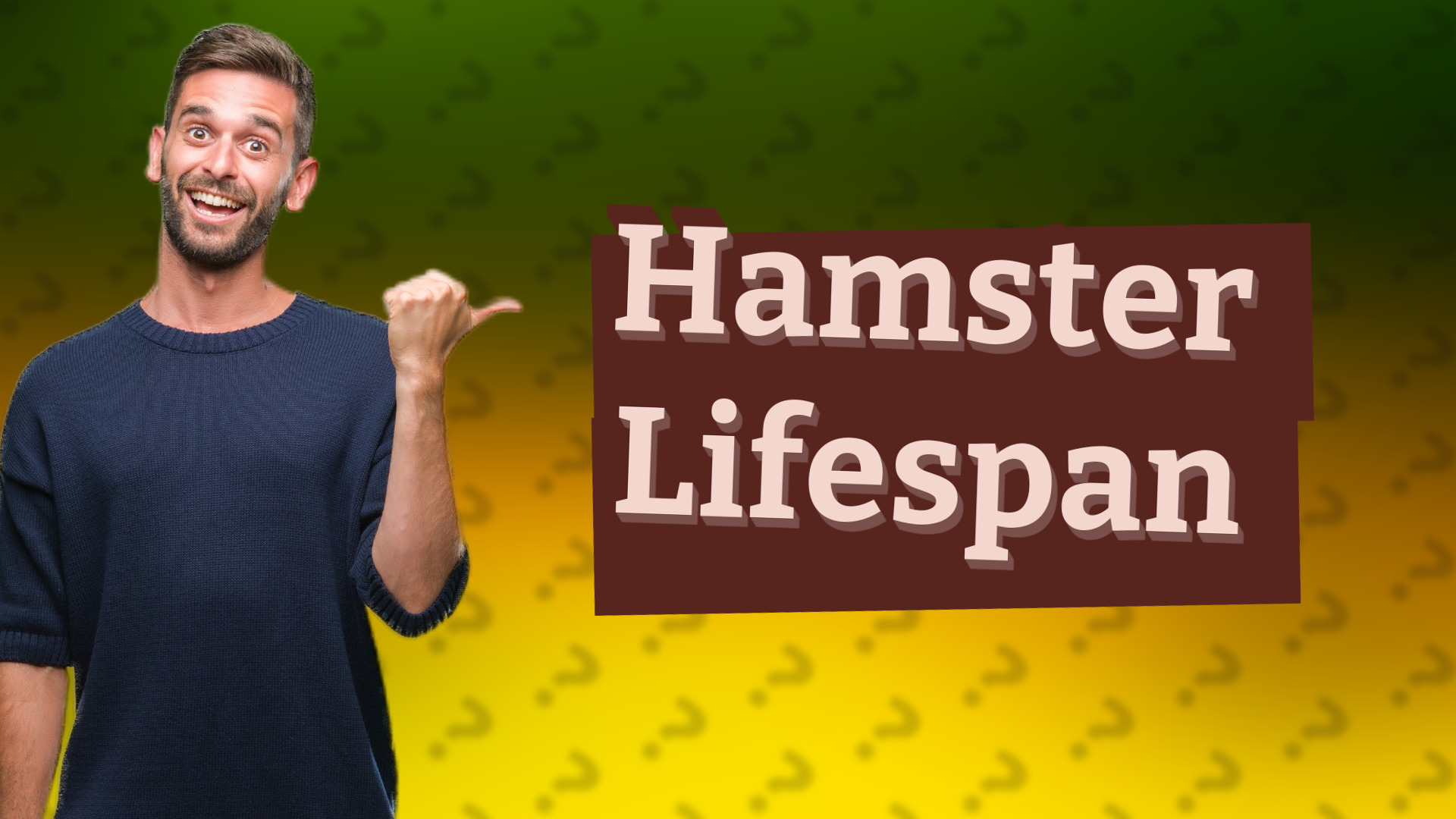 Hamster Lifespan