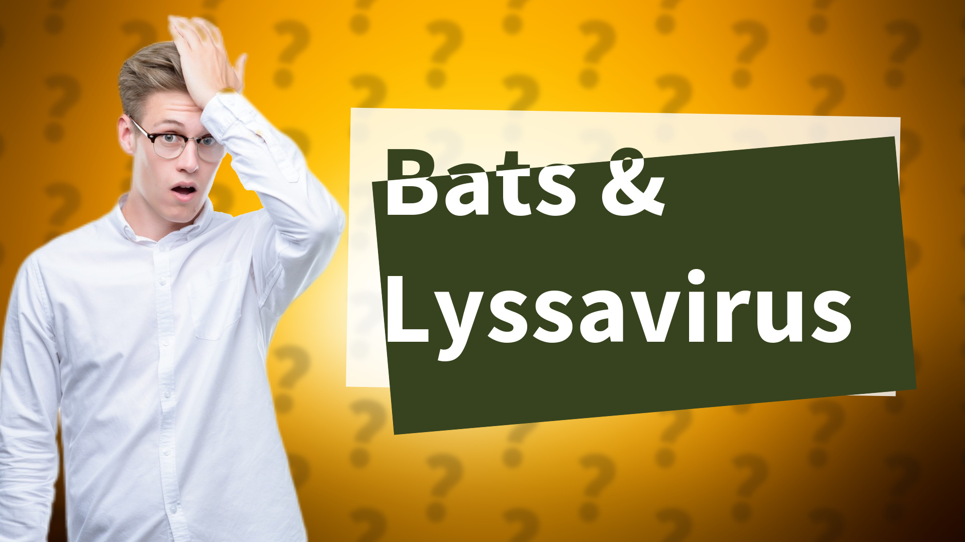 Bats & Lyssavirus
