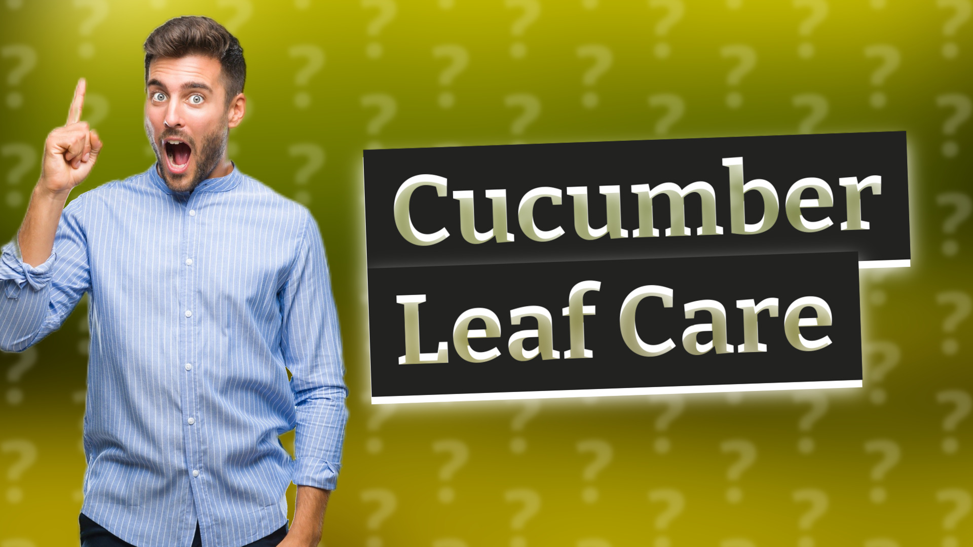 Cucumber Leaf Care