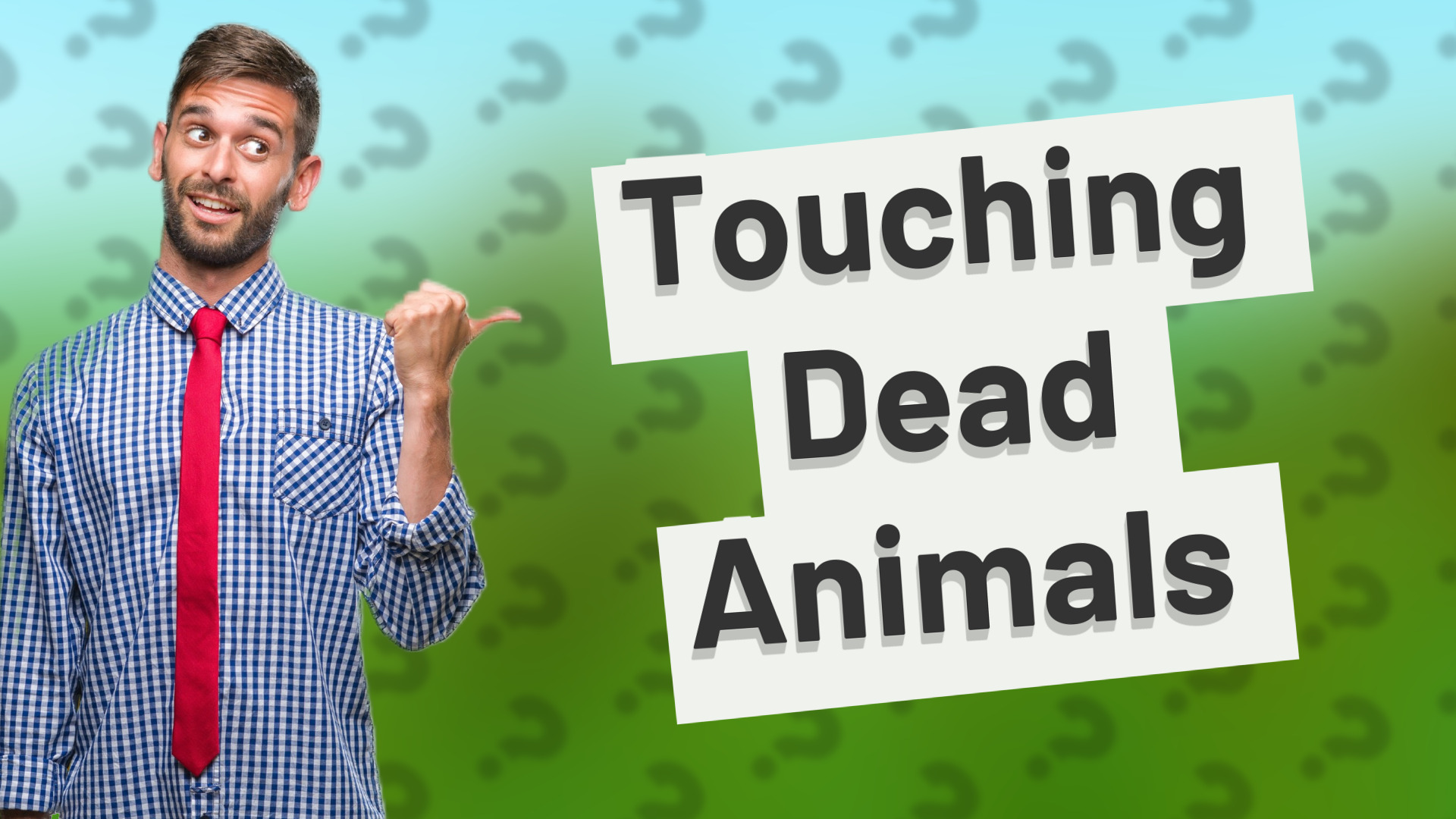 Touching Dead Animals