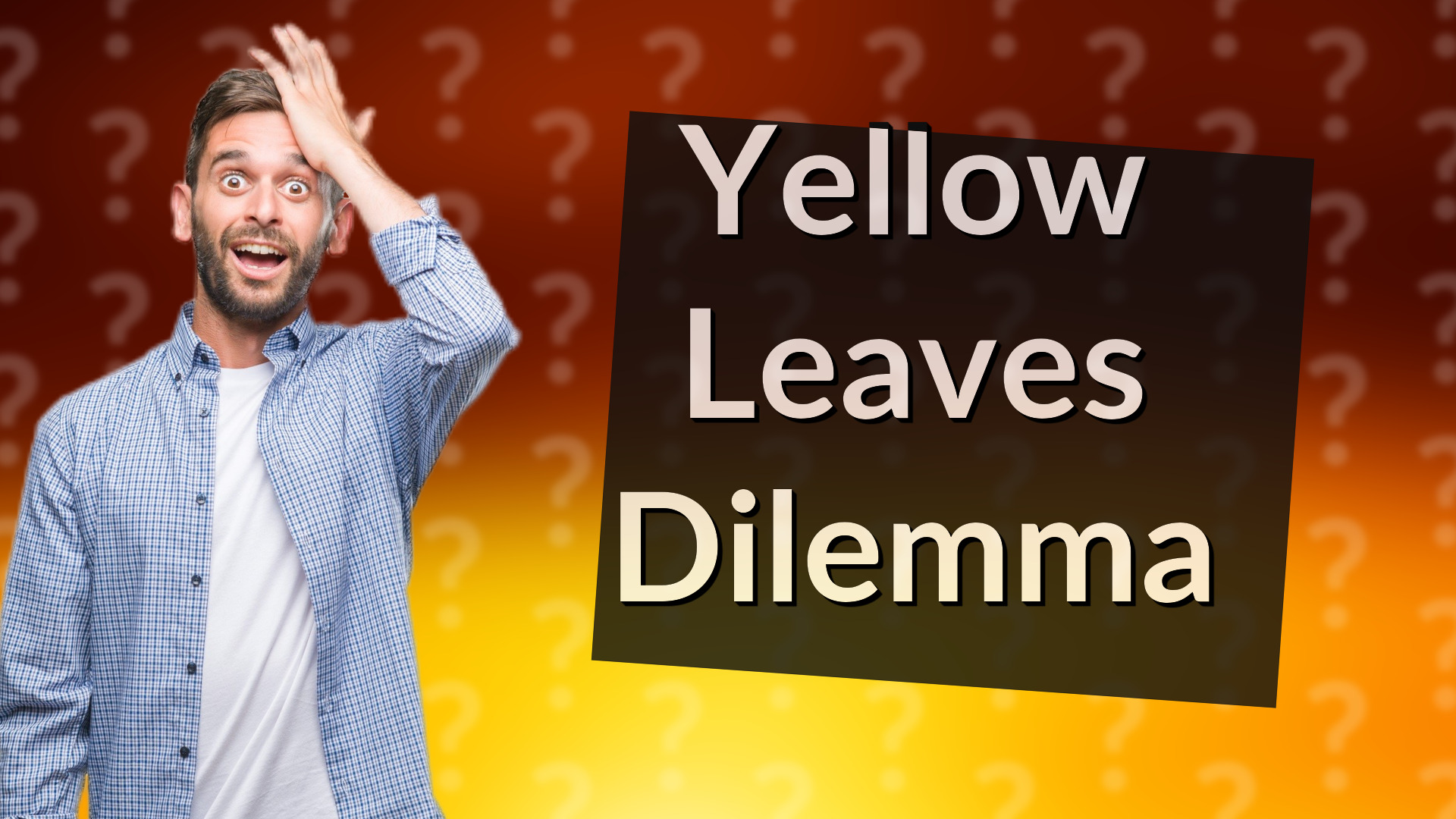 Yellow Leaves Dilemma