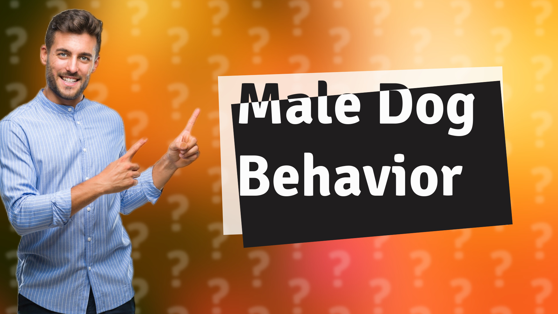Male Dog Behavior