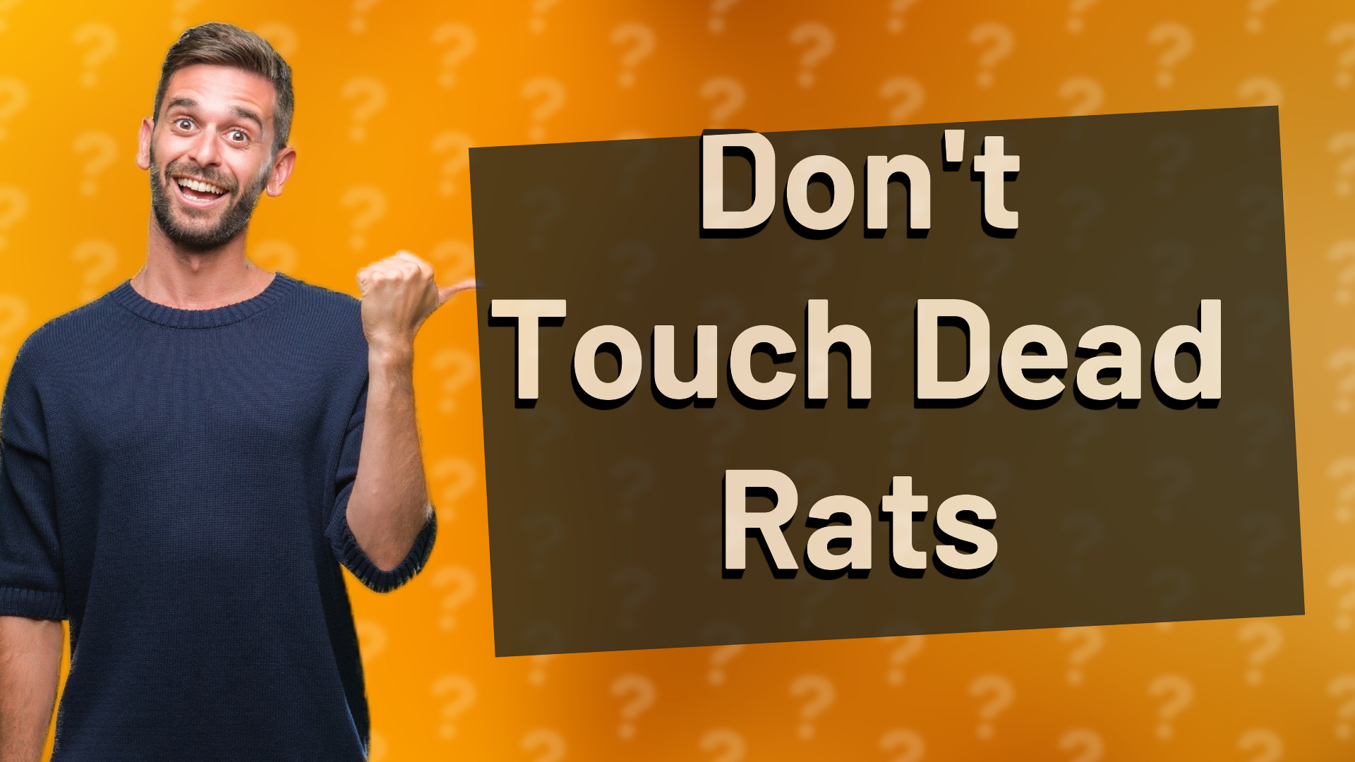 Don't Touch Dead Rats