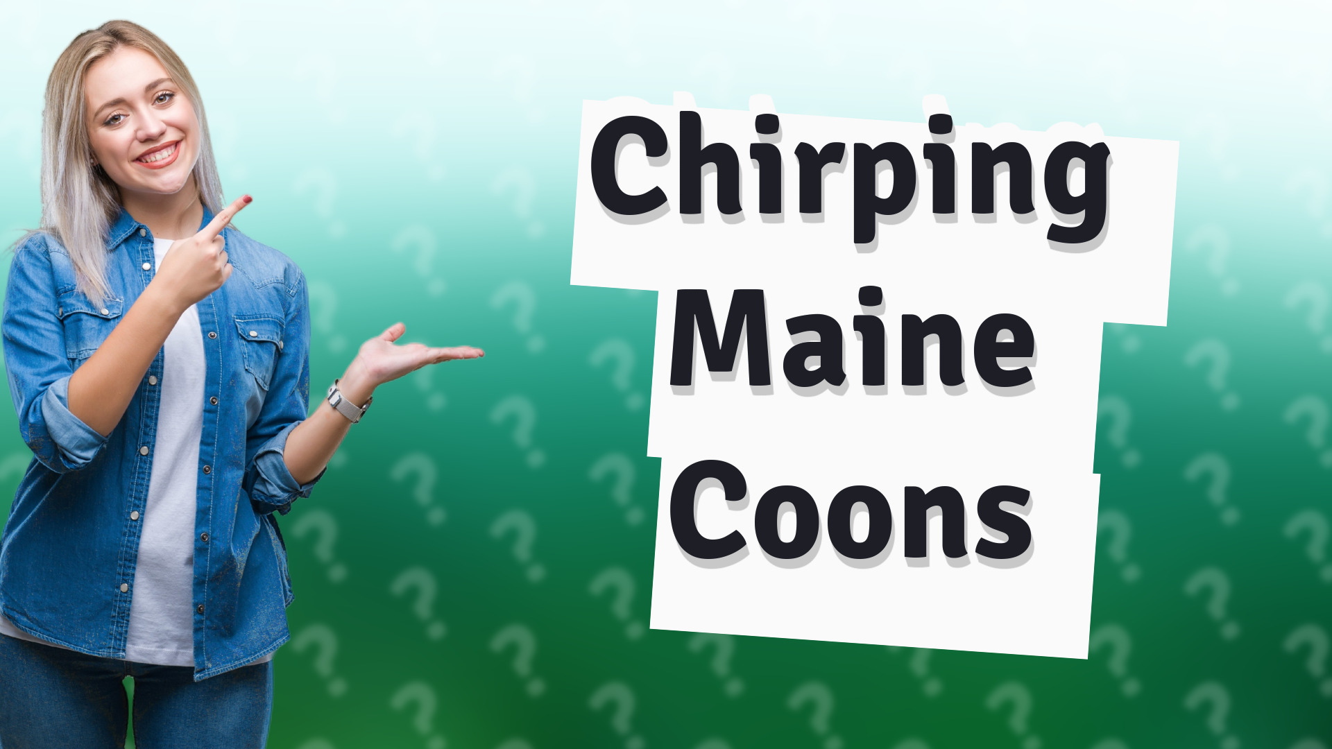 Chirping Maine Coons