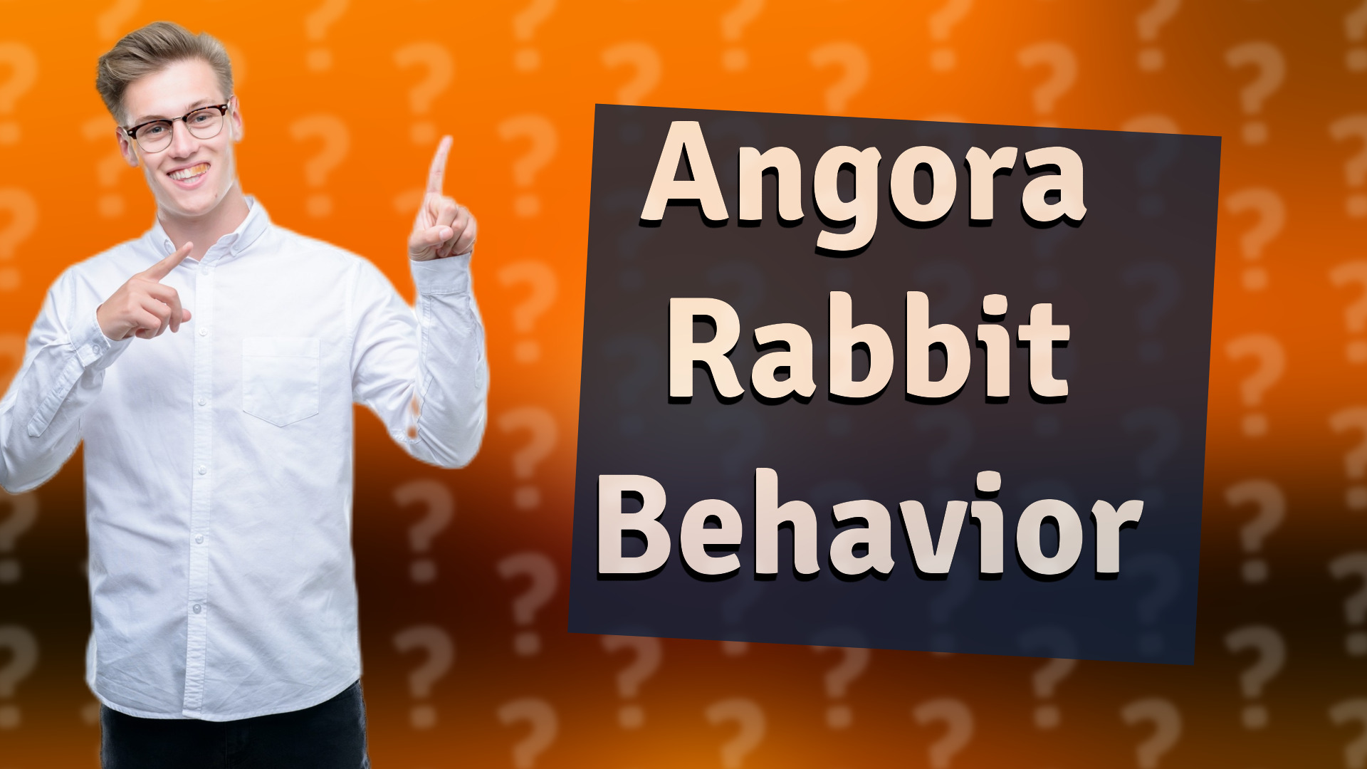 Angora Rabbit Behavior