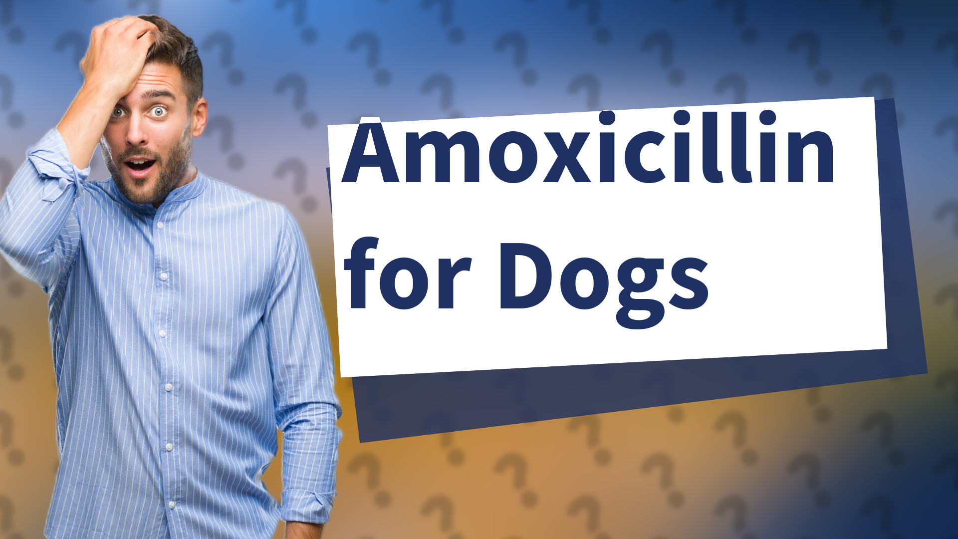 Amoxicillin for Dogs