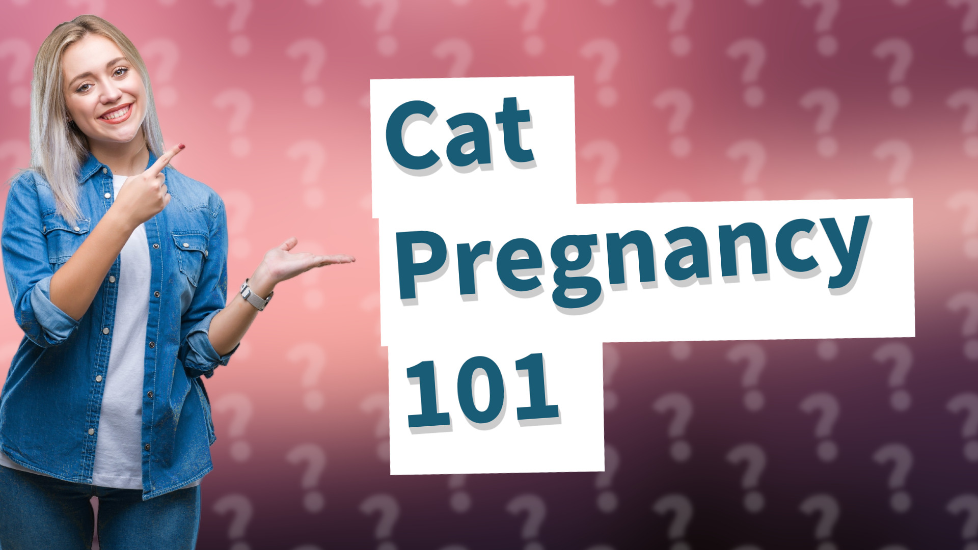 Cat Pregnancy 101