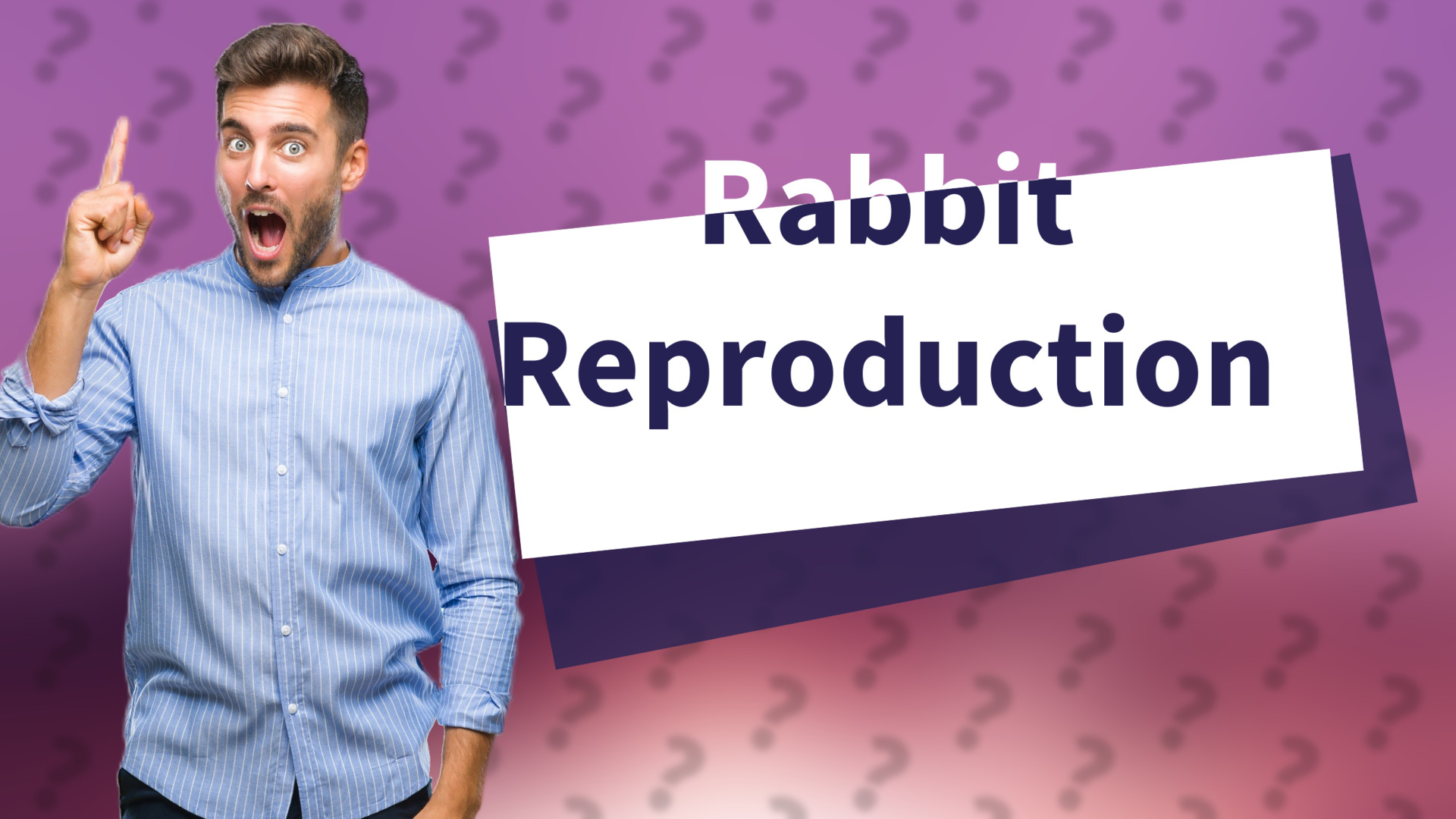Rabbit Reproduction
