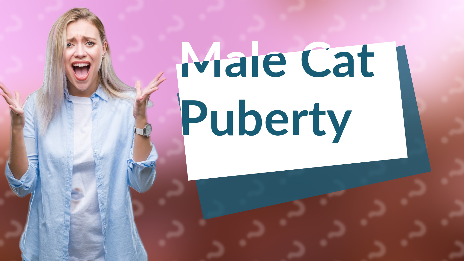 Male Cat Puberty
