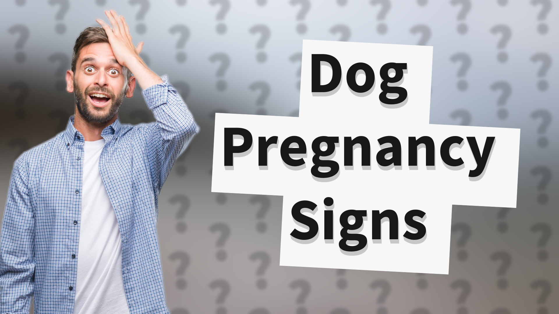 Dog Pregnancy Signs