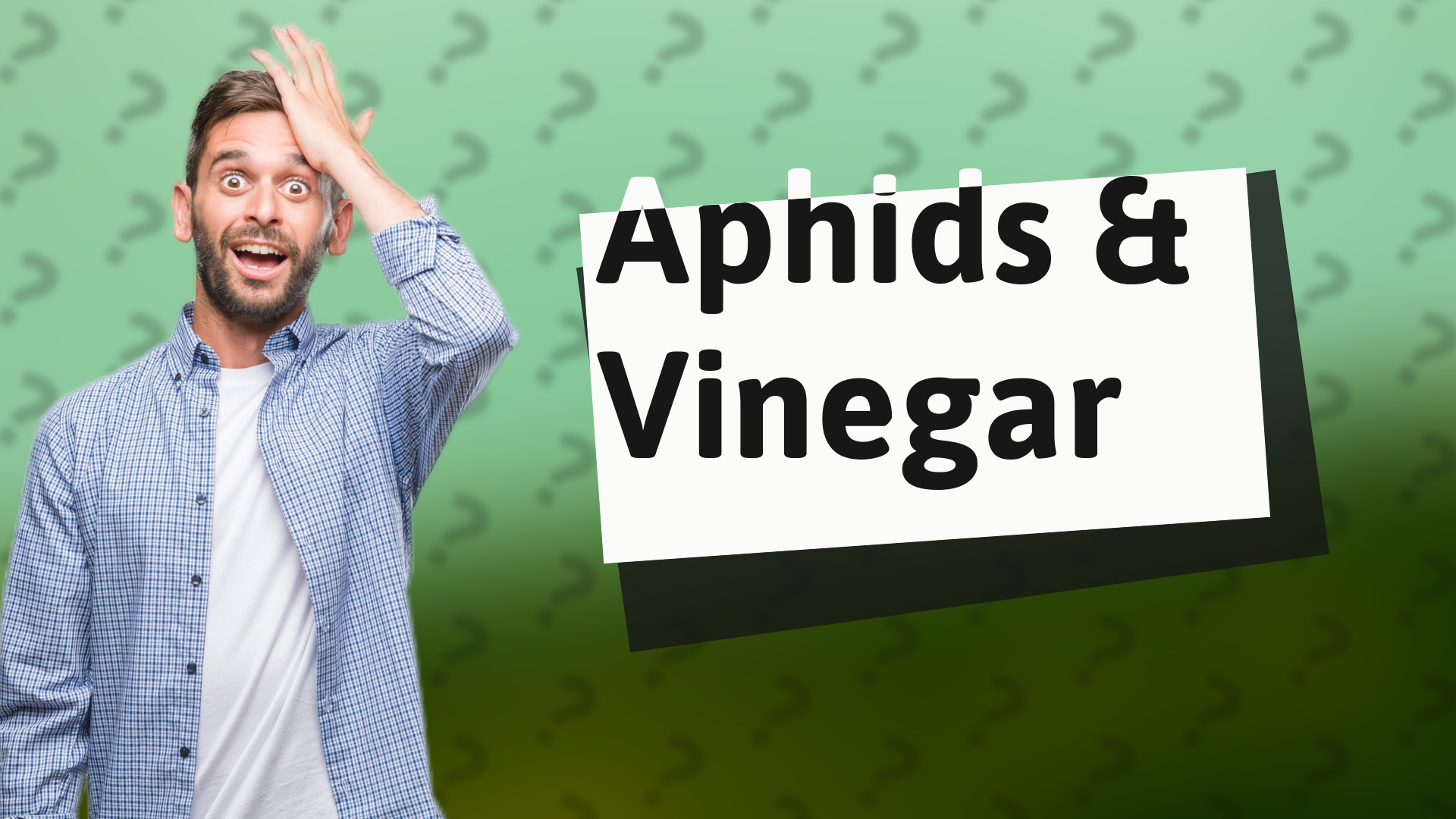 Aphids & Vinegar
