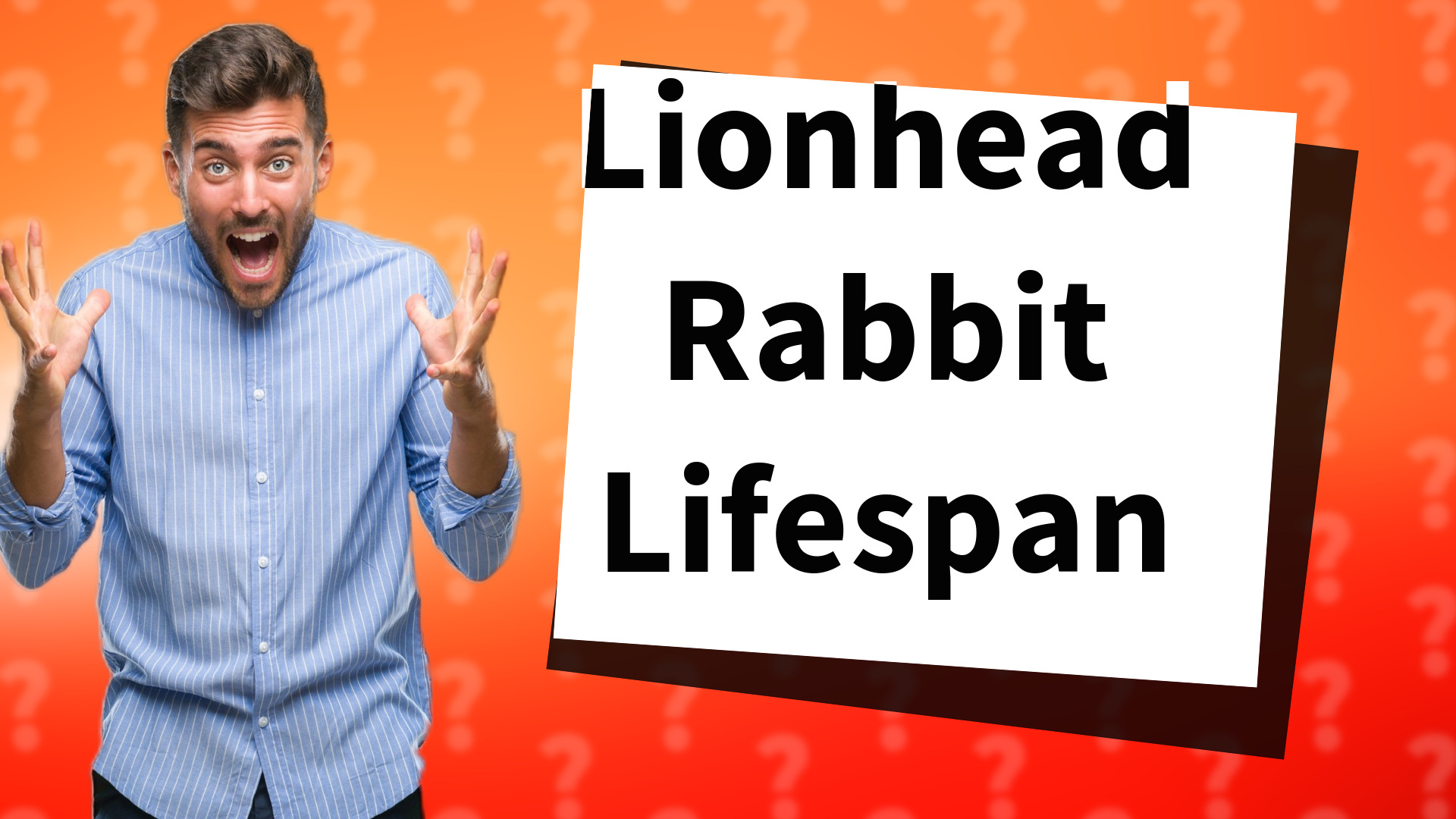 Lionhead Rabbit Lifespan