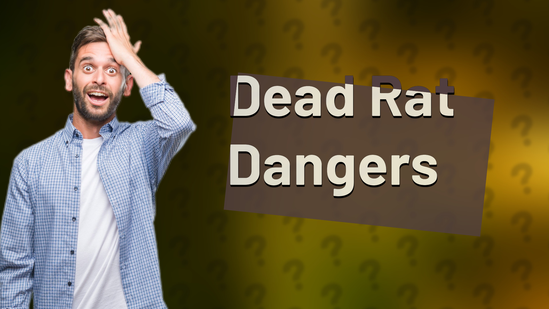 Dead Rat Dangers